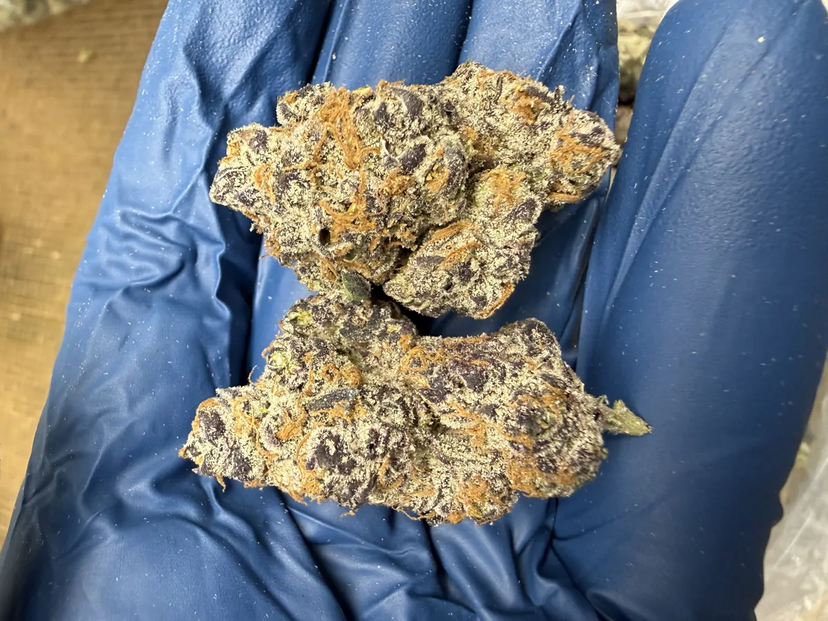 Maui Wowie Flower